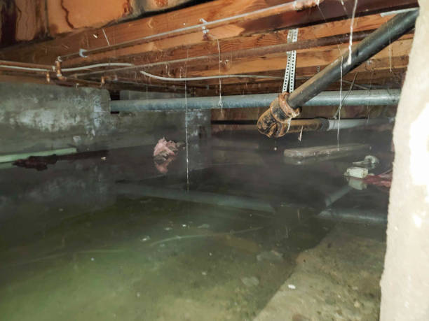 Best Water damage restoration insurance claims  in Swansea, IL