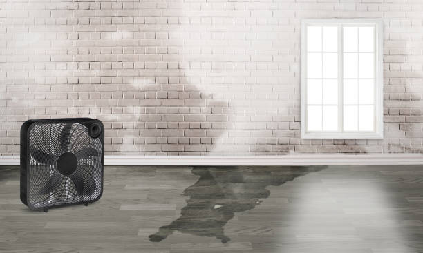Trusted Swansea, IL Water damage restoration Experts