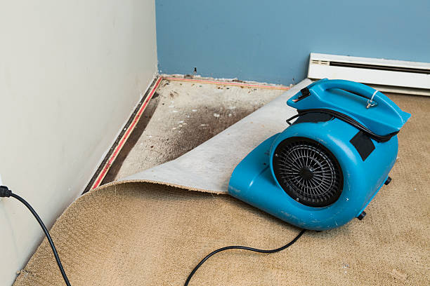 Best Water damage contractors near me  in Swansea, IL